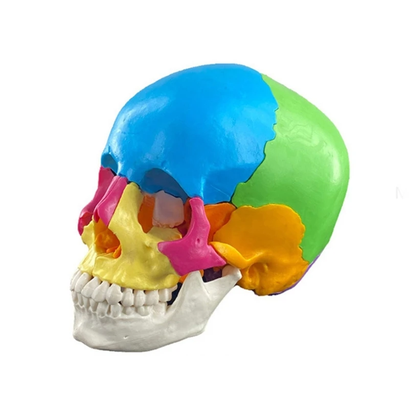 

Skull Model Anatomical Detachable Anatomy Disassembled Skull Model Learning Tool