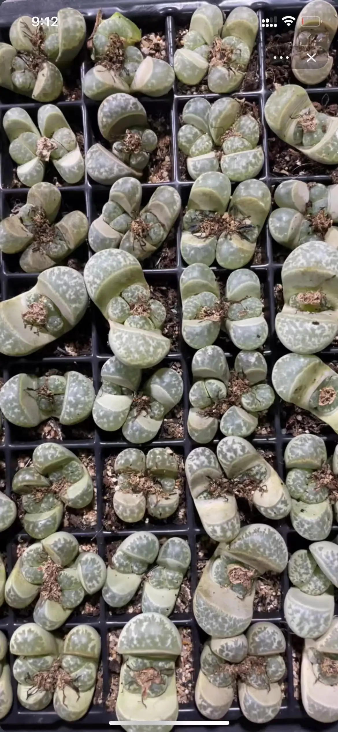 Not Real Lithops DIY DECORATION Not Seeds Stones Artificial Exotic Plants Unusual