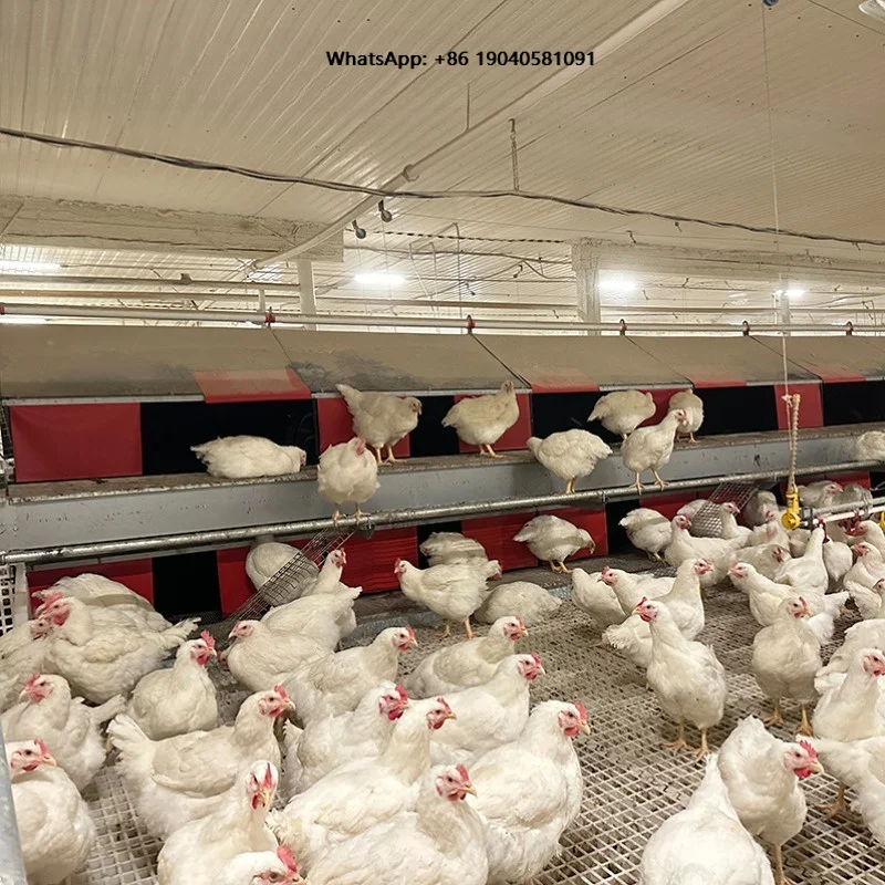 Large Chicken Nesting Box Automatic Egg Layer Poultry Collector Machine Cage Equipment Hens Farm Roll Away Out
