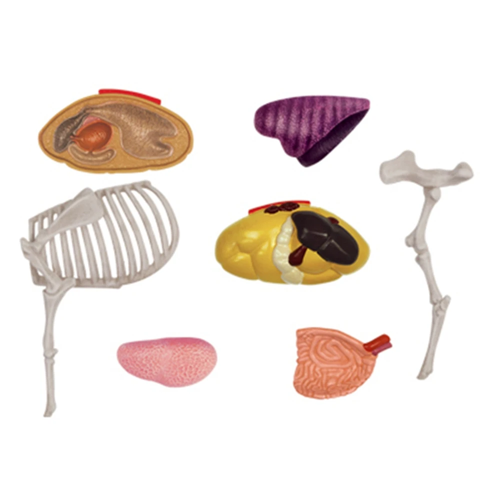 Imagem -06 - Modelo de Anatomia de Órgão Animal 4d Vaca Inteligência Montagem Brinquedo Modelo de Anatomia de Ensino Faça Você Mesmo Aparelhos de Ciência Popular