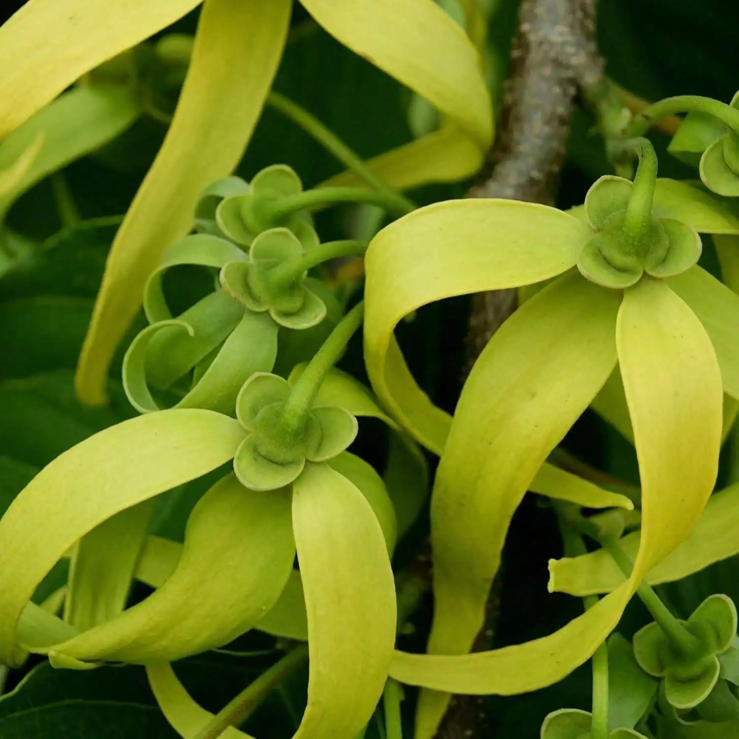 Paul Sebastian DESIGN Perfume para mulheres, spray de fragrância floral suave dia e noite, 3,4 onças