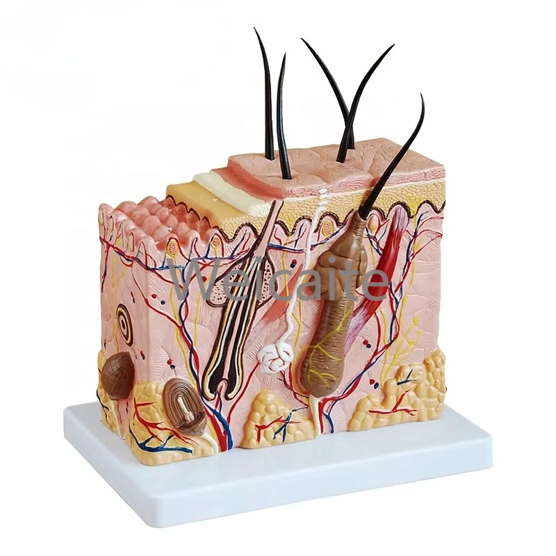 Medical Anatomy Model Teaching Plastic Skin Anatomy Model Medical Science Education Model