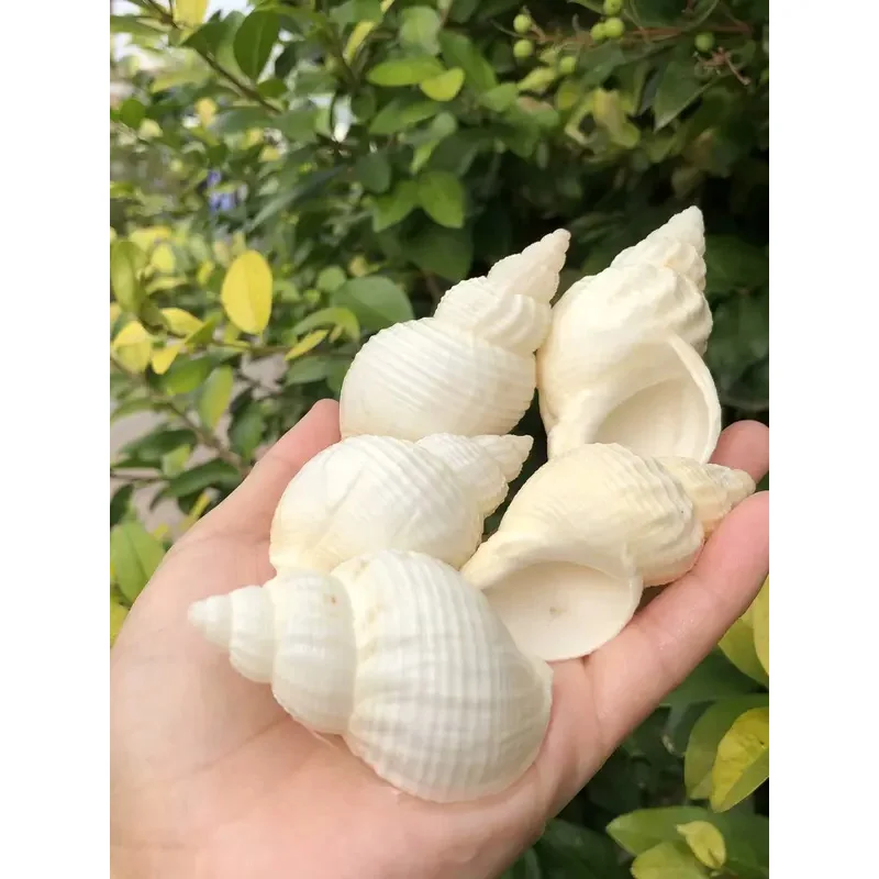 8-12cm Sea Snail Ell Large Pea Crab Replacement Ell Aquarium Festival Party Home Decoration Bracket Decoration Photography Props