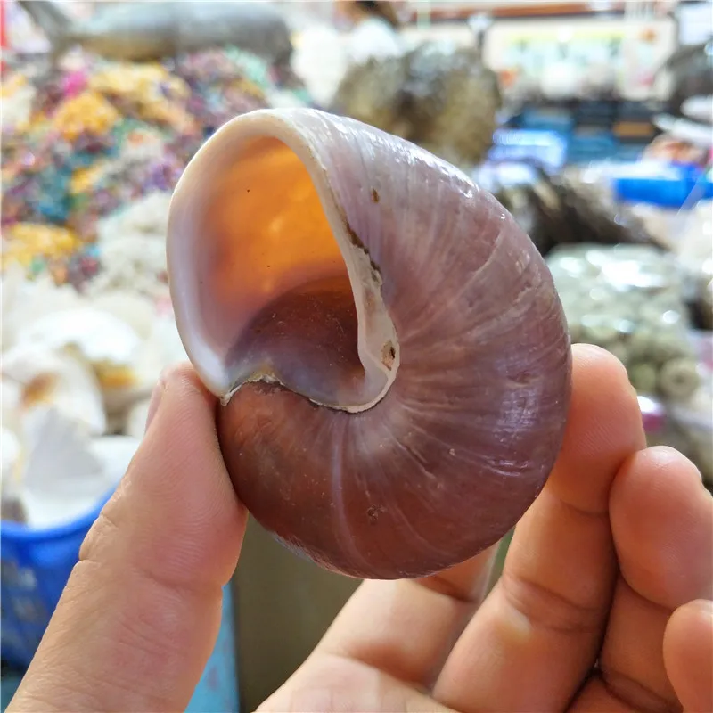 Fish Tank Bread Snail, Mediterranean Natural Shell Conch Supply, 6-8cm