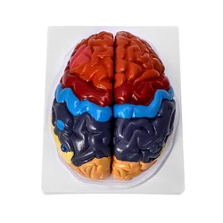 Life Size Human Brain Anatomical Model, Color-Coded Partitioned Brain, 2 Parts, Anatomically Brain Model for Science Classroom