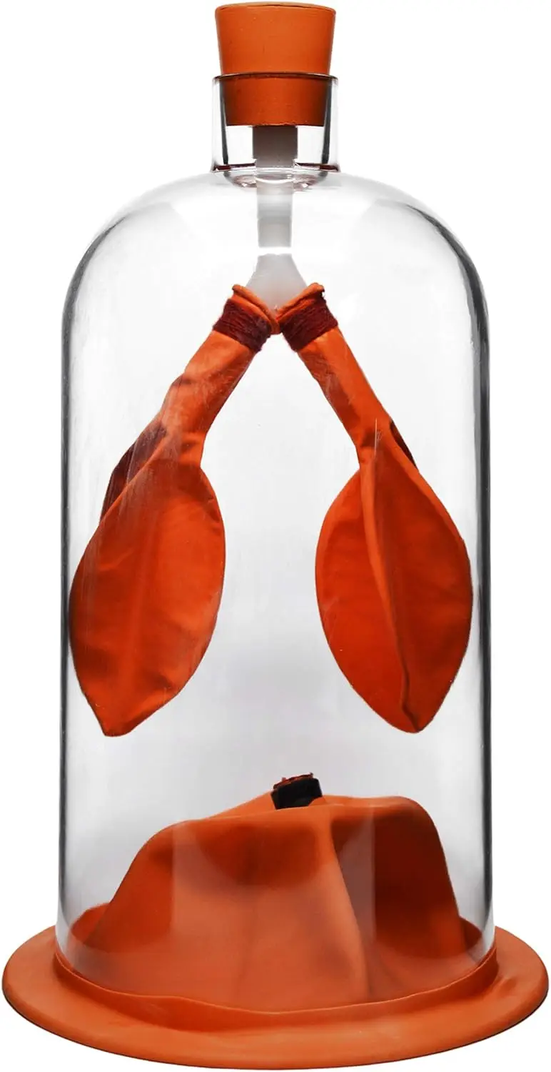 

Модель функции легких 13 дюймов - демонстрирует поток воздуха и работу мышц для образовательных целей