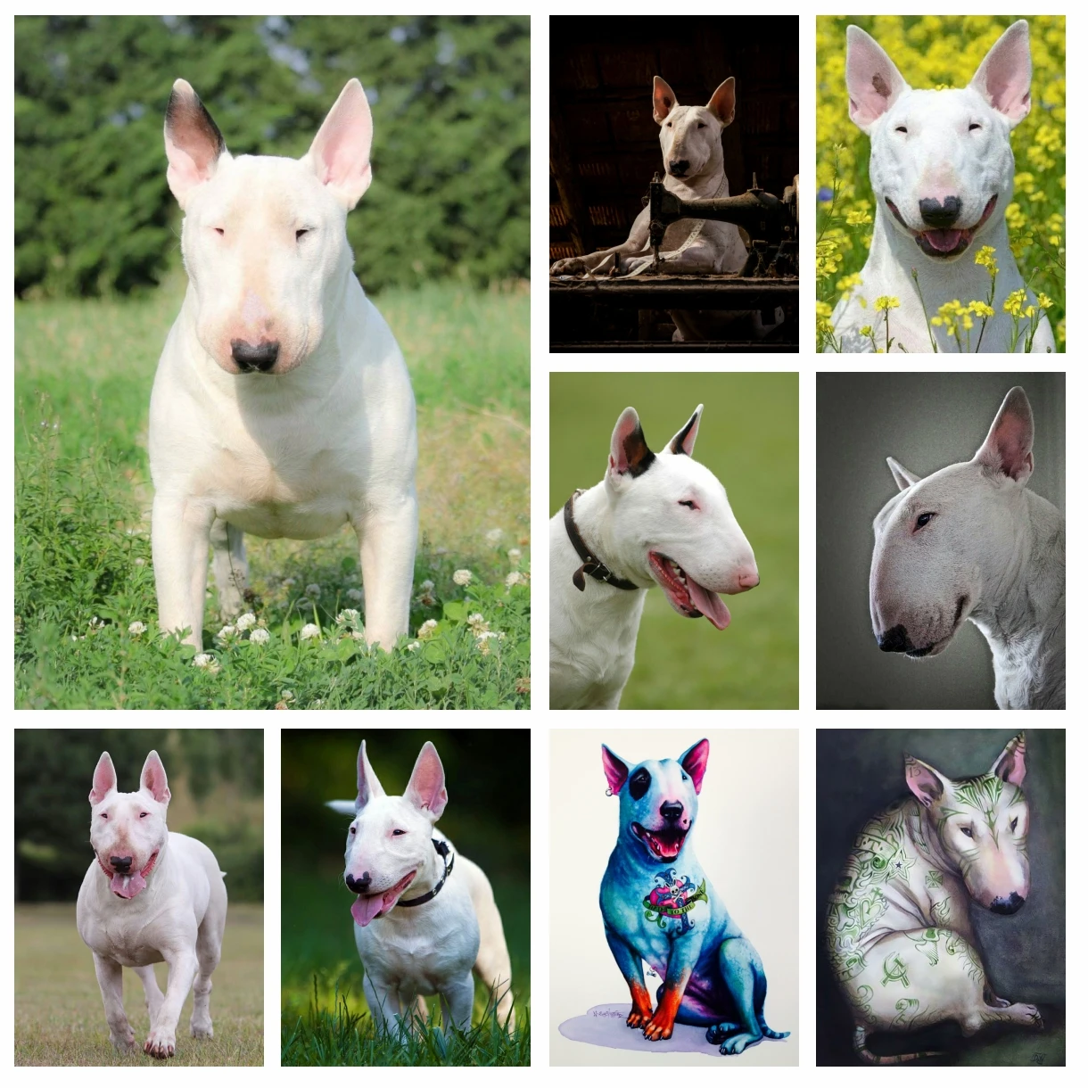 5D DIY Bull Terrier Diamond Rhinestones Painting Pet Dog Animal Wall Art Cross Stitch Embroidery Picture Mosaic Craft Home Decor