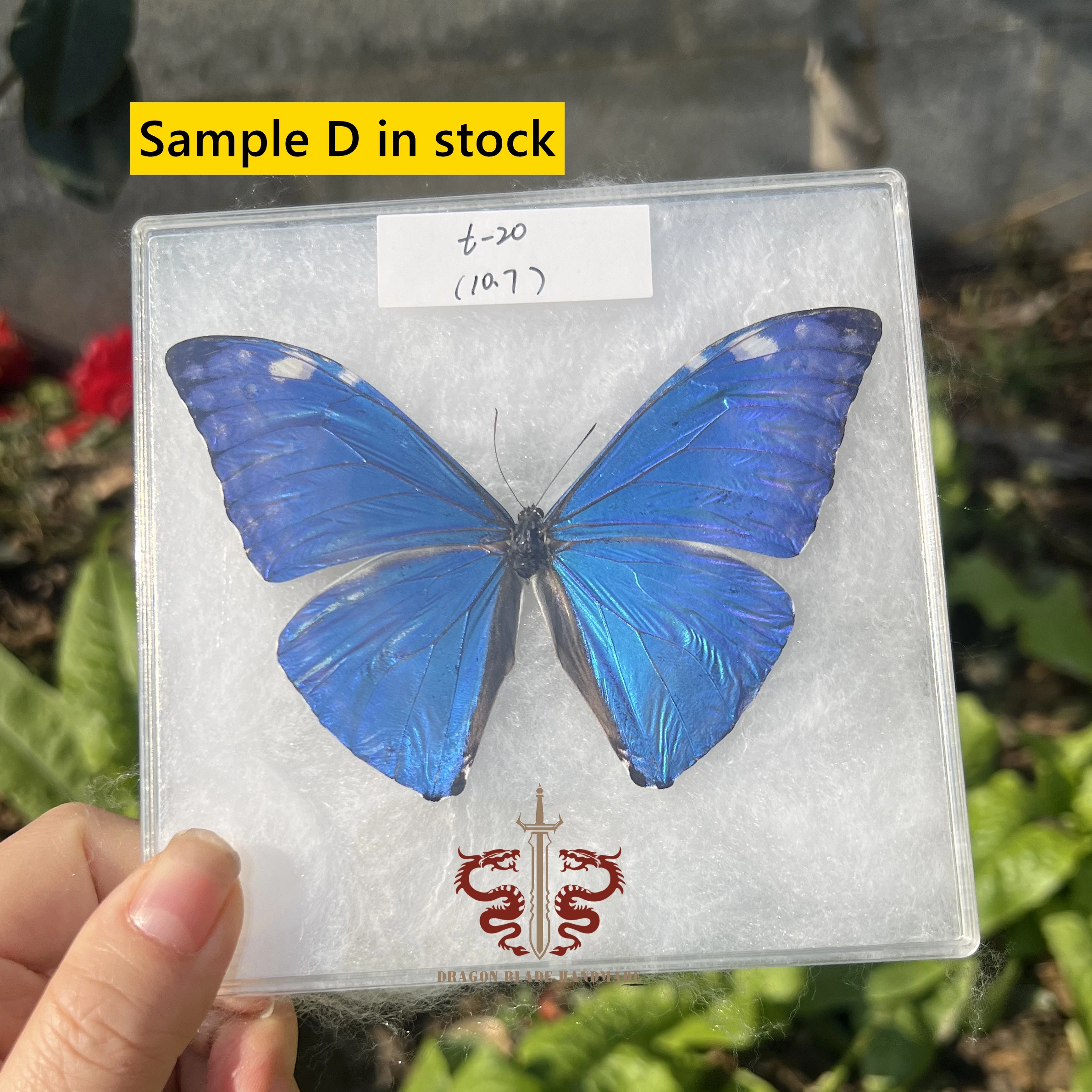 Butterfly specimen Morpho adonis female, 1pc wings spread A1/A- high quality, Decorative Display Collection Gifts view 4