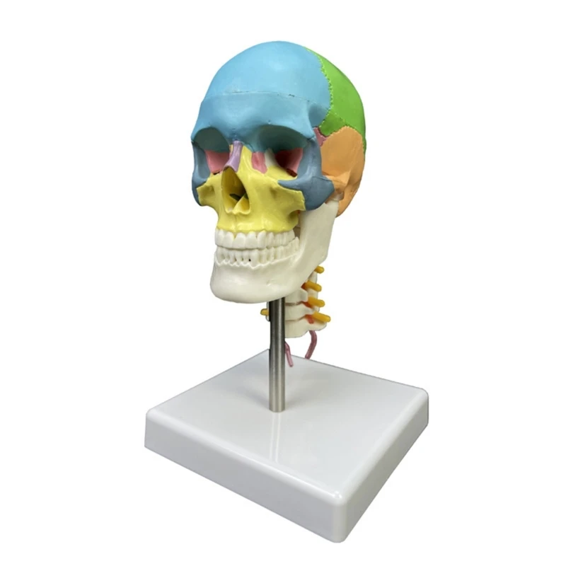 

Human Head Skull with Cervical Vertebra Anatomical Model for Teachers Students