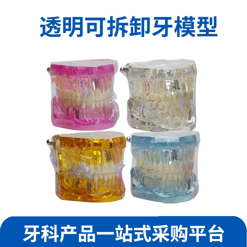 

Dentals model teaching Doctor-patient communication Dentals mold Transparent children Removable implants restoration model