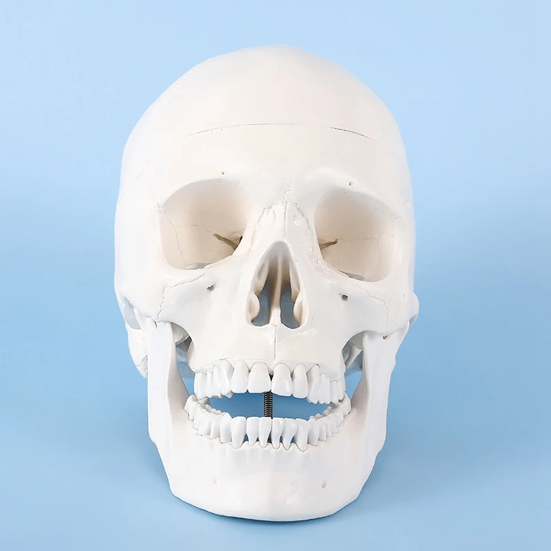 HOT-Human Scull Model, Life Size Anatomy Anatomical Adult Model With Removable Scull Cap And Articulated Mandible