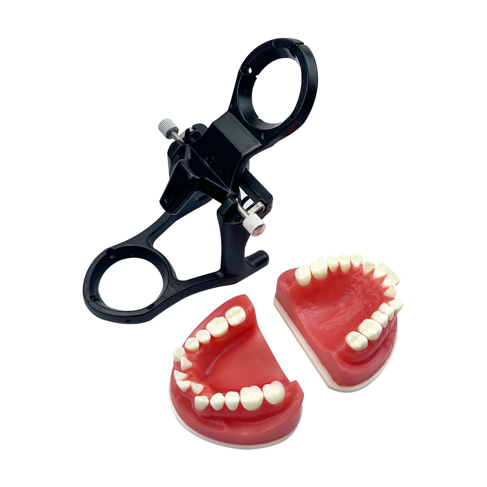Dental Orthodontic Typodont Teeth Model with Ortho Brackets for Dental Technician Practice Training and Teaching Demonstration