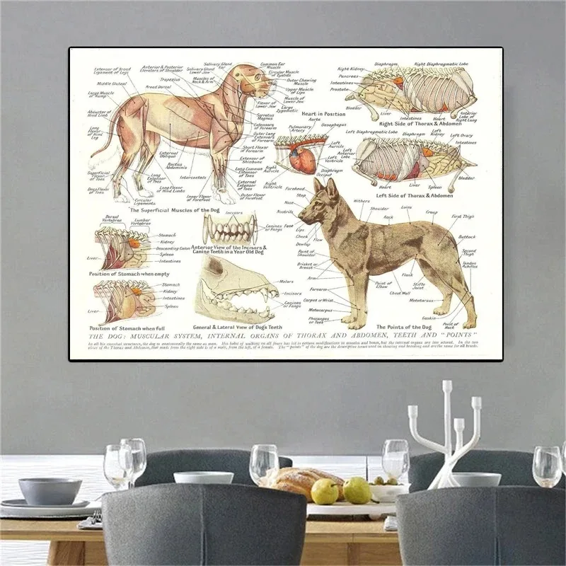 Muscles Organs of the Dog Animal Anatomy Collection Canvas Painting Poster Prints Wall Picture Art Living Home Room Decor