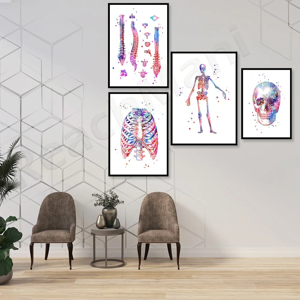 Ensemble d'impression d'anatomie du Squelette de medical art watercolor skull thoracic spine clinic wall decoration orthopedic d