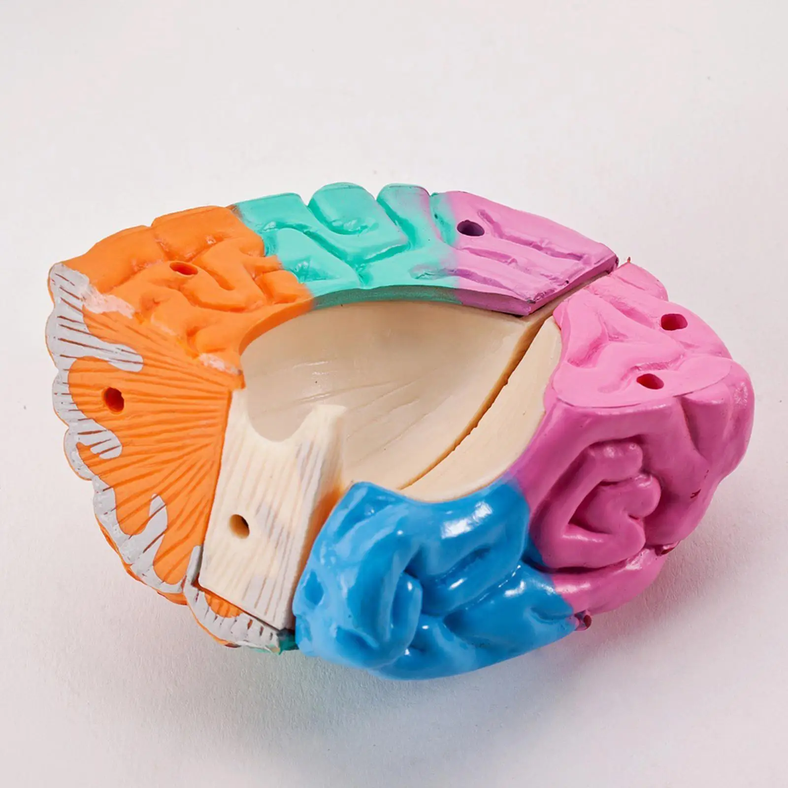 

Premium PVC Brain Anatomy Model Crafted And Practical Neuroscience Teaching Toy Practical And Useful