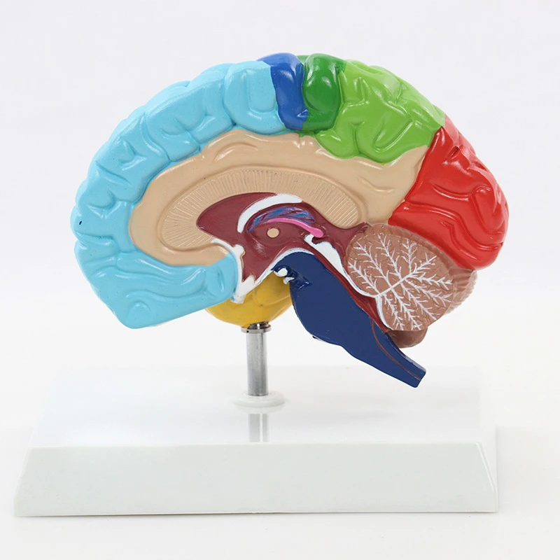 

Human Right Brain Functional Area Anatomy Model Medical Science Teaching Resources Dropshipping