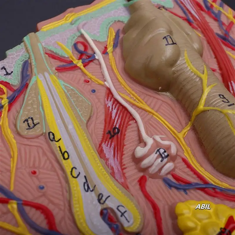 

Skin Model,Skin And Hair Structure Enlarge Model Anatomical Model Anatomy For Science Classroom Study Display Teaching Model