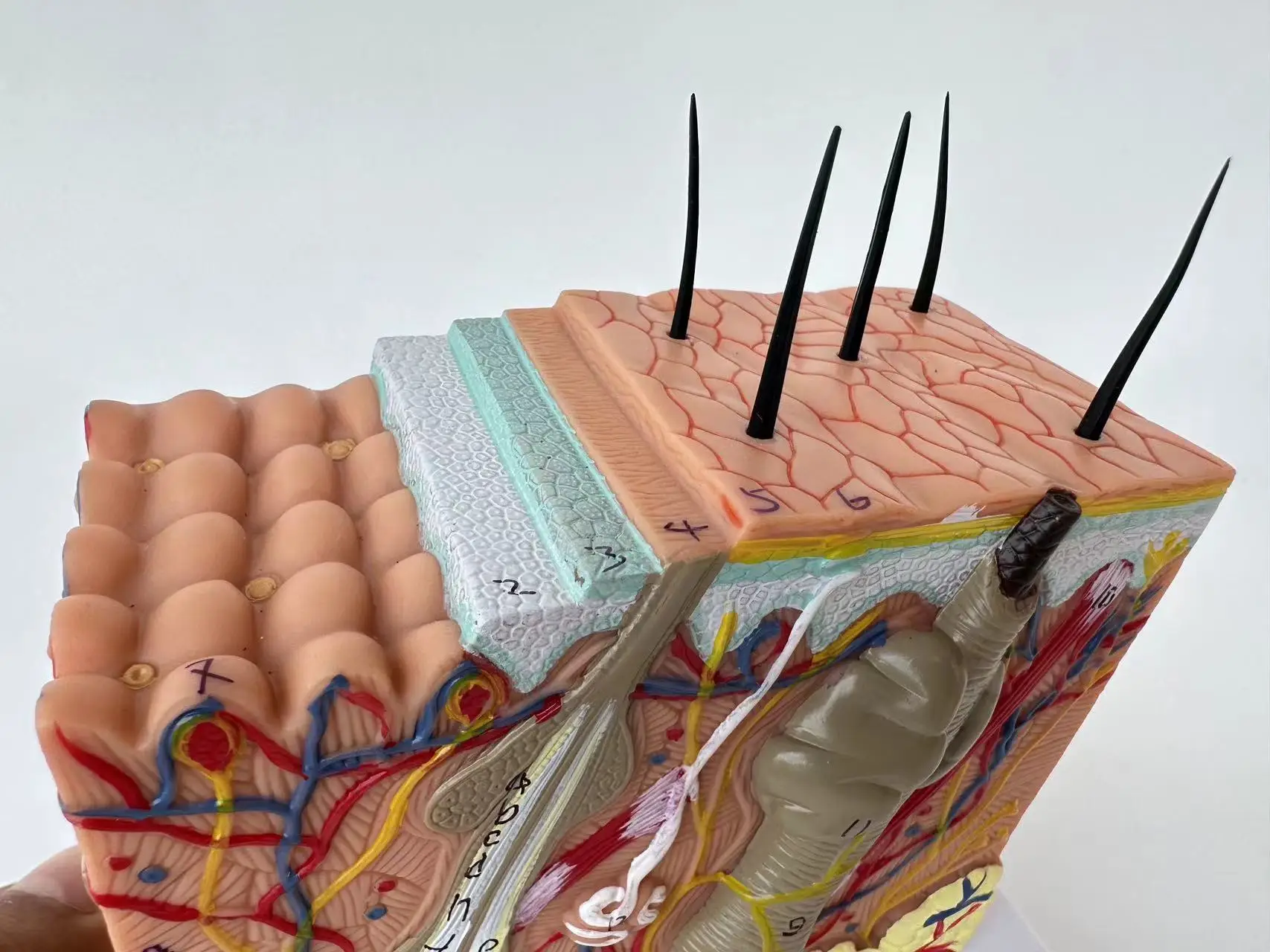 Menselijke Huid En Haarstructuur Vergroten Model Huidlaag Structuur Model Huidstructuur Anatomie Cosmetische Training