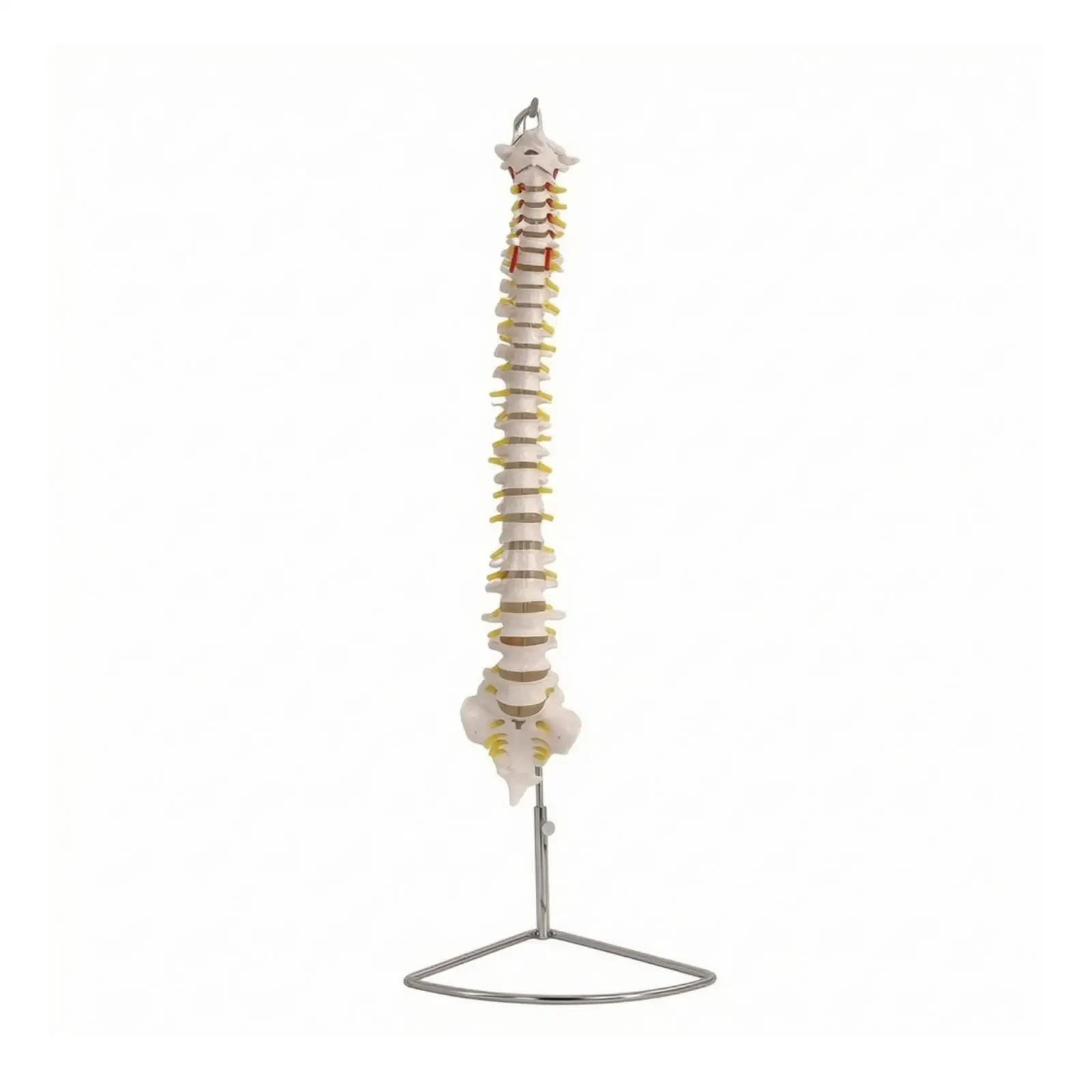 Spinal Column Model Anatomical Spine Model with Stand Realistic