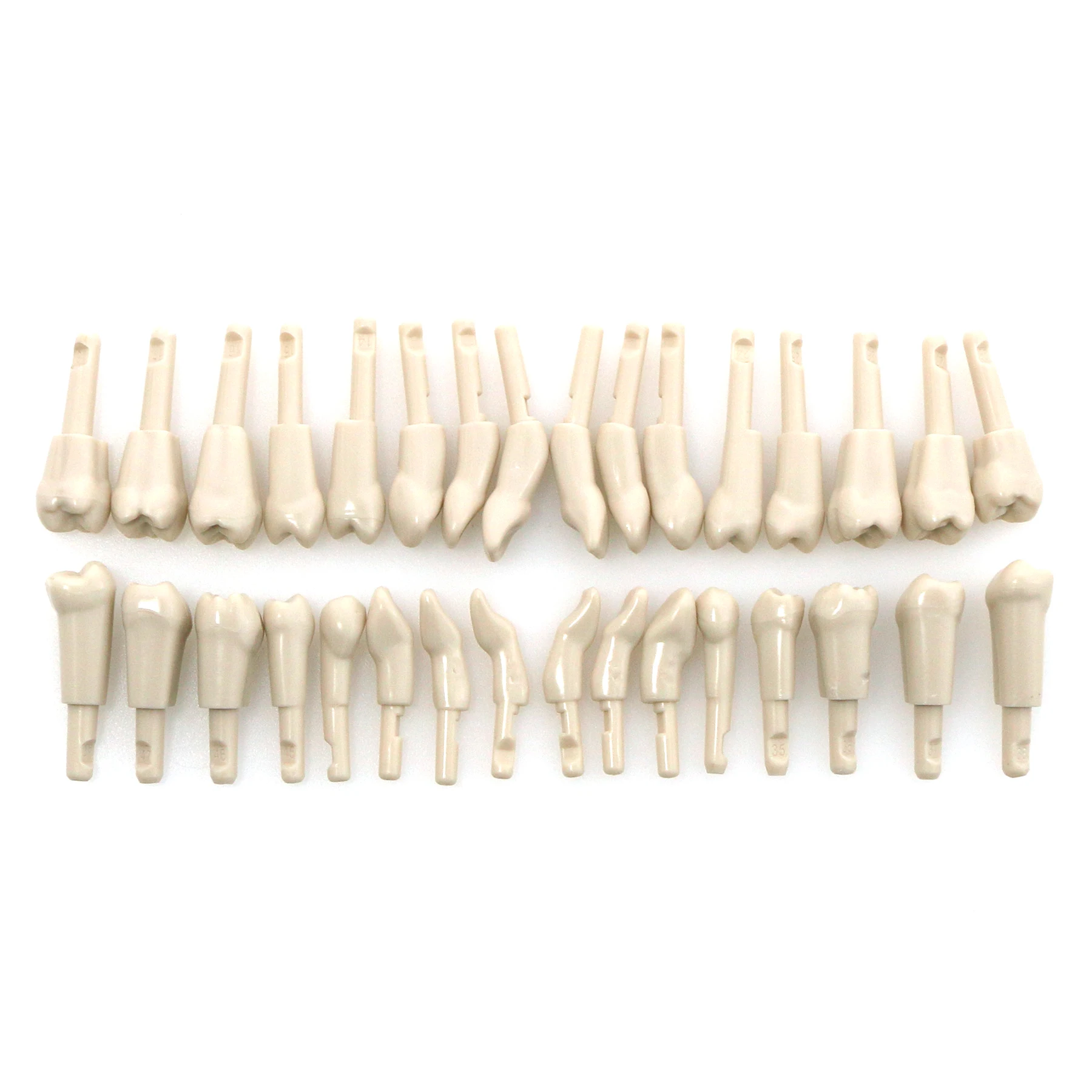 Dental 32Pcs Tooth Model fir for KaVo Basic Model teeth Retention Mechanism High quality