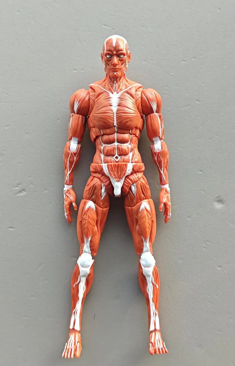 

original Keepgoing Human Muscle Model 1/12 Action Model Collectible Figure Toys