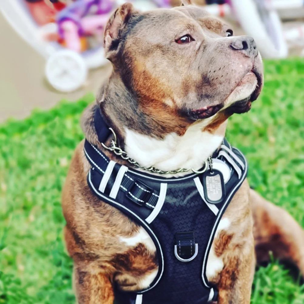 

Pet Safety Chest Strap Breathable Mesh Tape Leashes Dog Harness Vest Haulage Cable Cloth Soft Waterproof Elastic D Ring Back