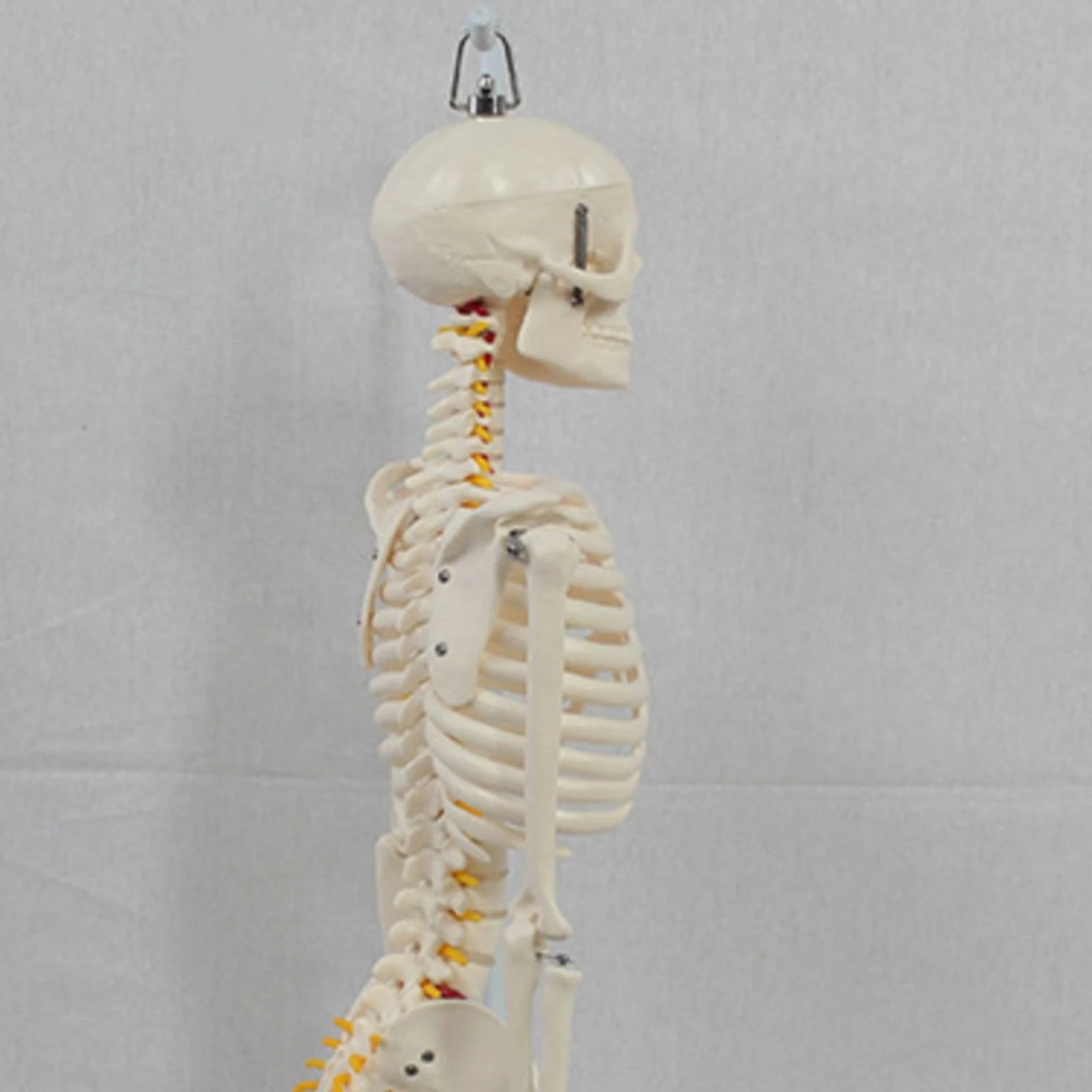 Skeleton Model with Stand Anatomical Human Skeleton Model Anatomy Model Soft Mini for Teachers, Classroom, Medical Office