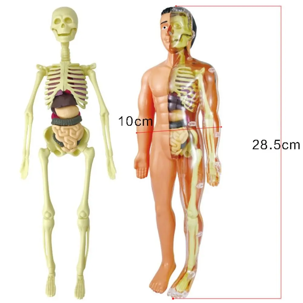 Dos tipos de modelo de anatomía del cuerpo humano 3D, juguete de esqueleto DIY de plástico para niños, ayuda para el aprendizaje temprano de ciencia, juguetes educativos nuevos