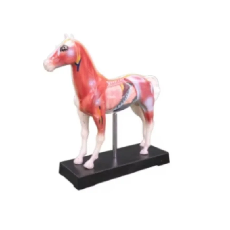

Medical Education animal pig Acupuncture Model Anatomy Model