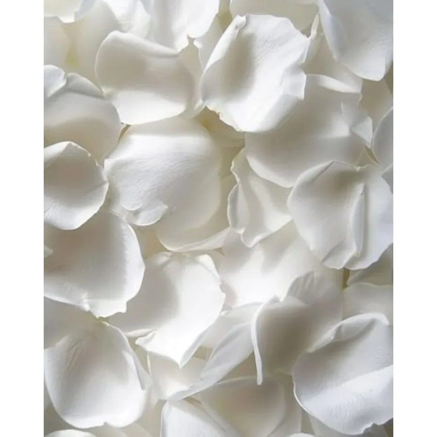 

REAL Rose, Pearl White Freeze-Dried Petals Biodegradabel Wedding Natural Confetti, Perfectly Preserved Flower Petals for Table