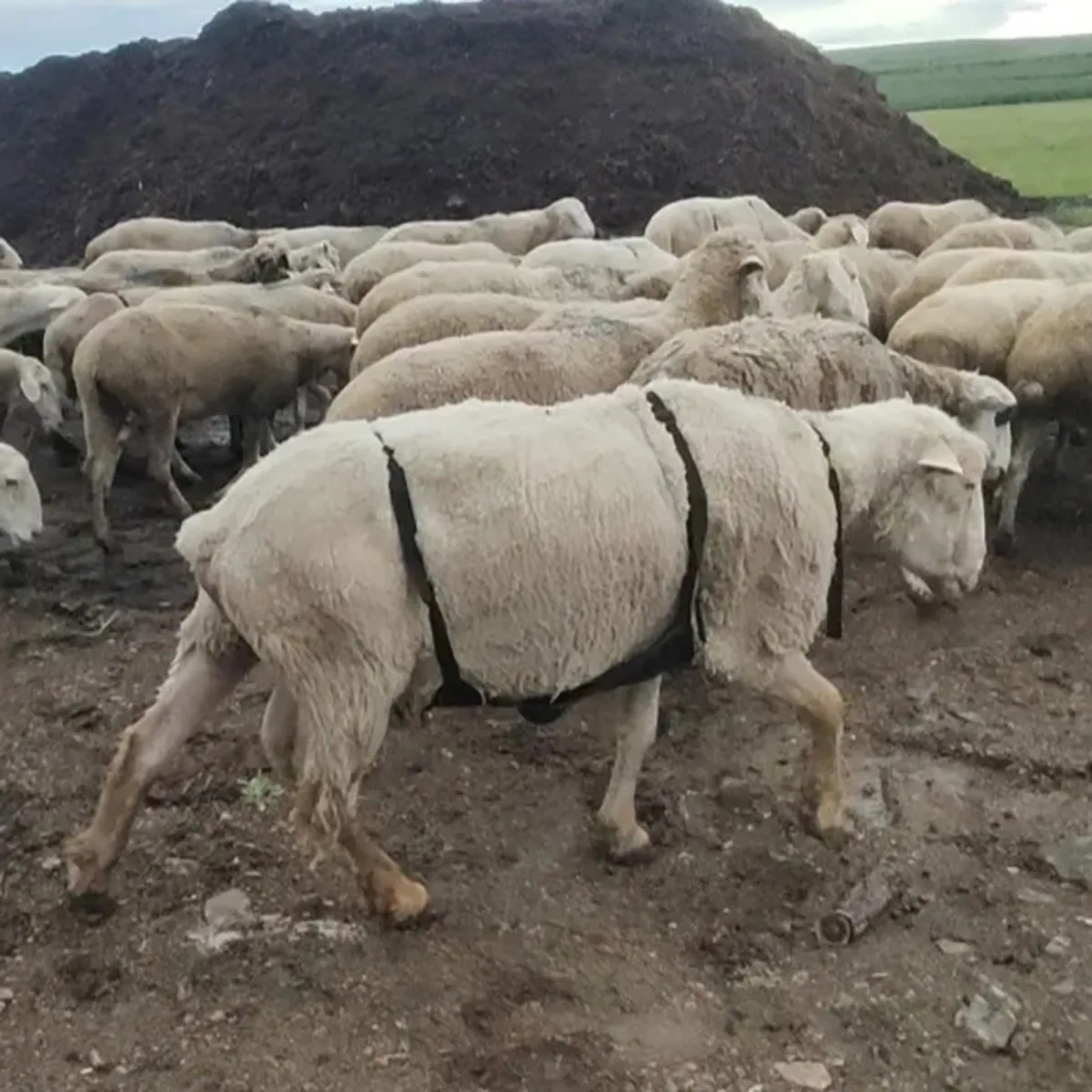 Anti Mating Artifact for Grassland Sheep, Wrapped in Breathable Bags to Prevent Male and Female Sheep from Crawling