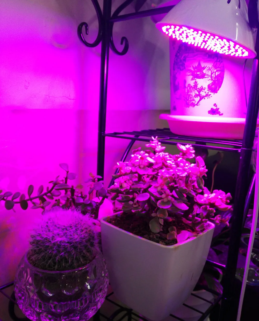 Full spectrum Plant Grow Led Light Bulbs Lamp lighting for vegs hydro Flower Greenhouse Veg Indoor garden E27 phyto growbox