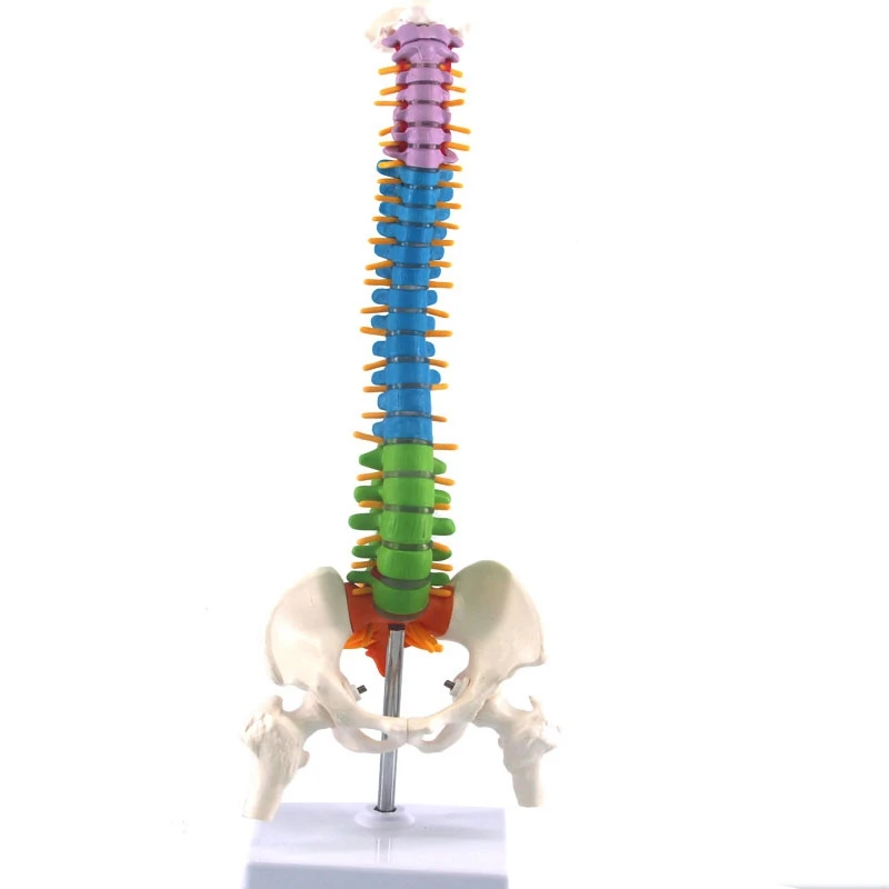 Colored Flexible Spine Anatomical Mode Life Size Human Spine Model With Pelvis Femur 45Cm With Stand