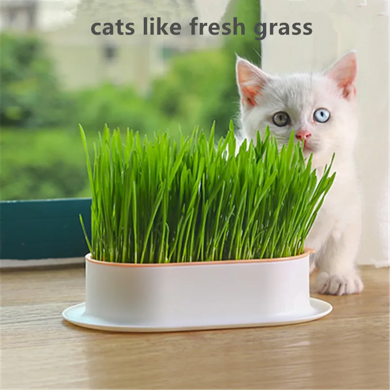 1pc Cat Grass Hydroponic Box Creative Pots For Super Beautiful Indoor Outdoor Home Decor Garden Patio