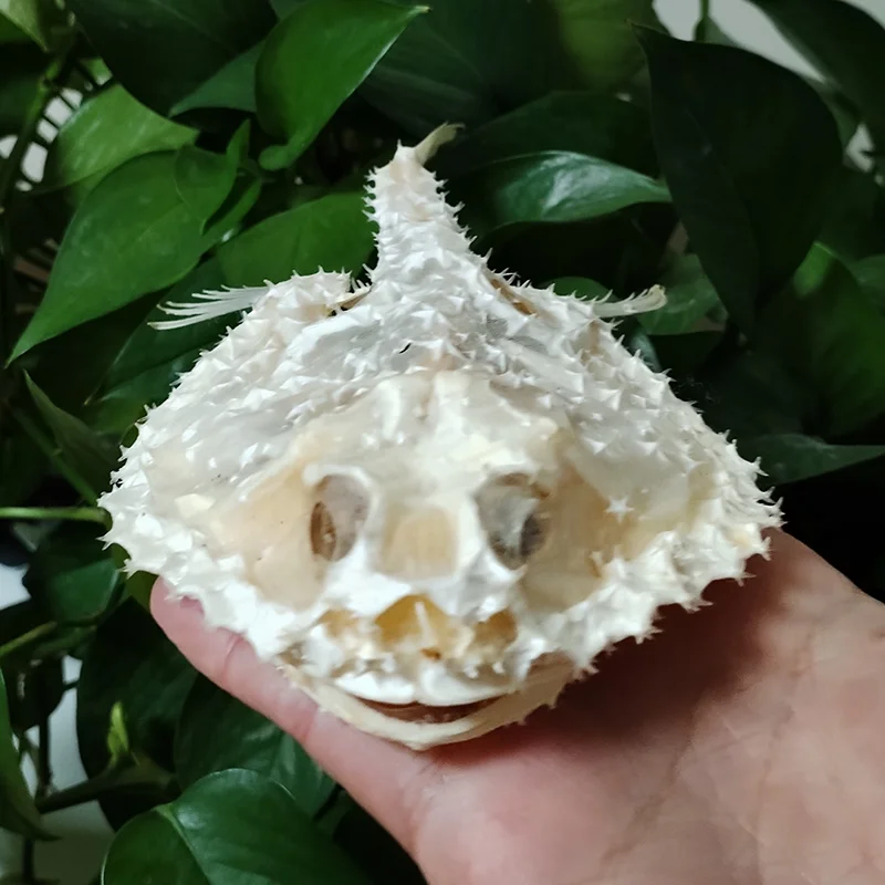 Real Starry Handfish Skull Specimen Genuine Deep Sea Fish Bone Animal Skeleton Specimen Model Taxidermy Science Education 15 CM