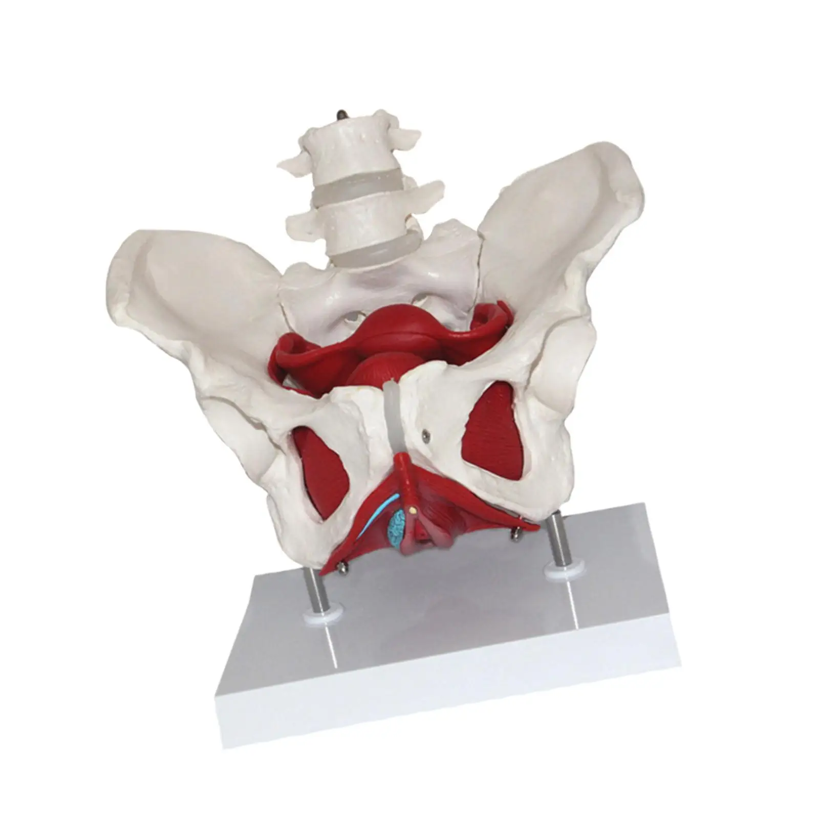 Female Pelvis Model Perineal Model Flexible Human Skeleton with Pelvic Floor Muscles for Teaching Learning Display Gynecology