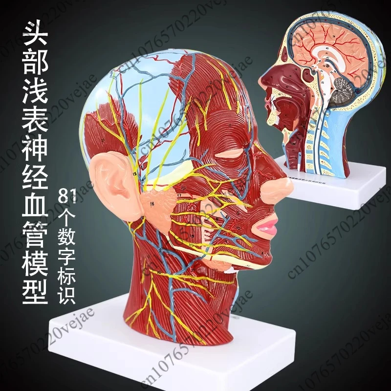 

Silicone Gel Simulation Facial Injection Suture Skin Learning Guidance Teaching Props Head Superficial Neurovascular Model