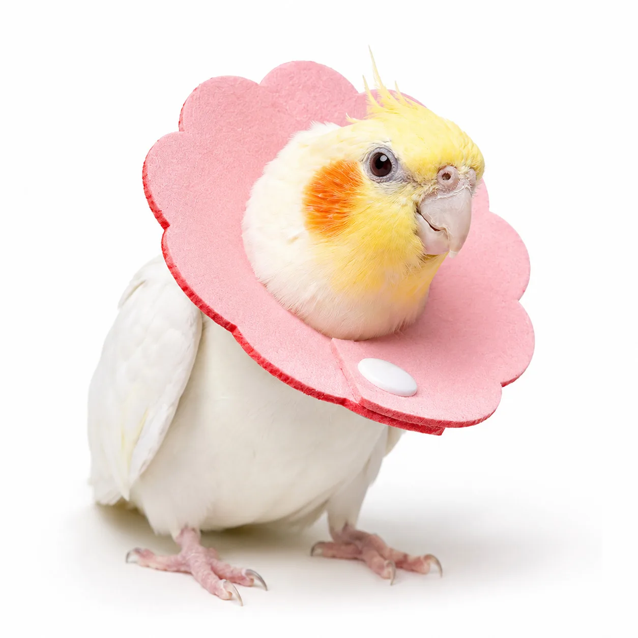Bird Elizabethan Collar Parrot Recovery Cone Anti Peck Feather Plucking Neck Protector for Cockatiel Lovebird Monk Parakeet