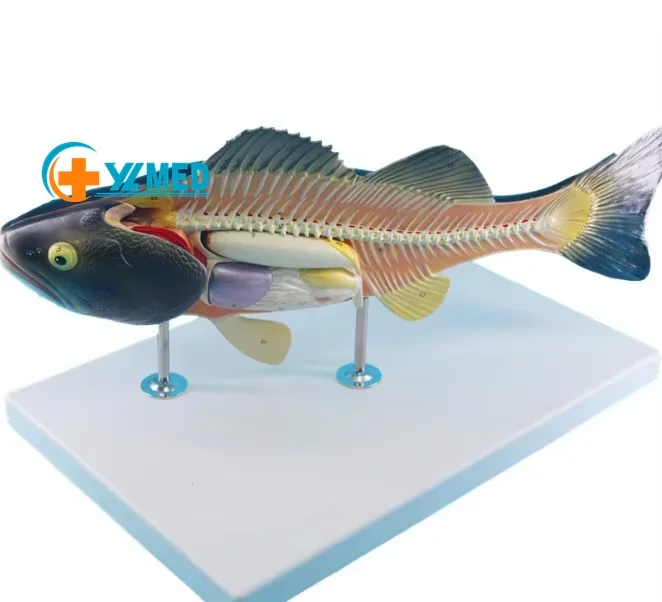 

Educational Equipment Medical Science Nature Life Size Fish Animal Anatomy With Torso Model Anatomical Models