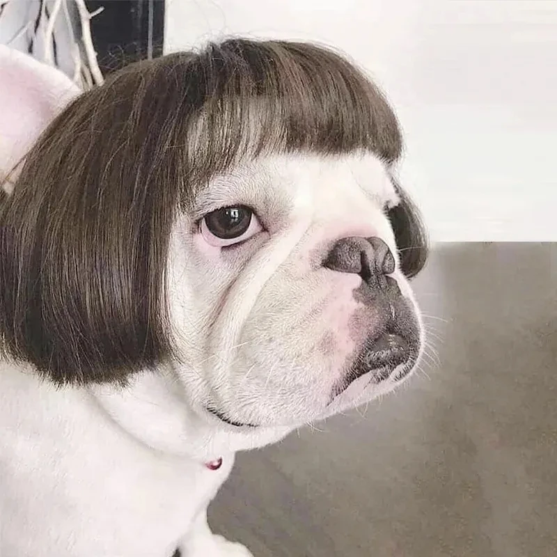 Pet Wigs Cosplay Funny Props Cat Dog Halloween Christmas Cross-Dressing Wig Role Playing Hair Costumes Prank Pet Supplies