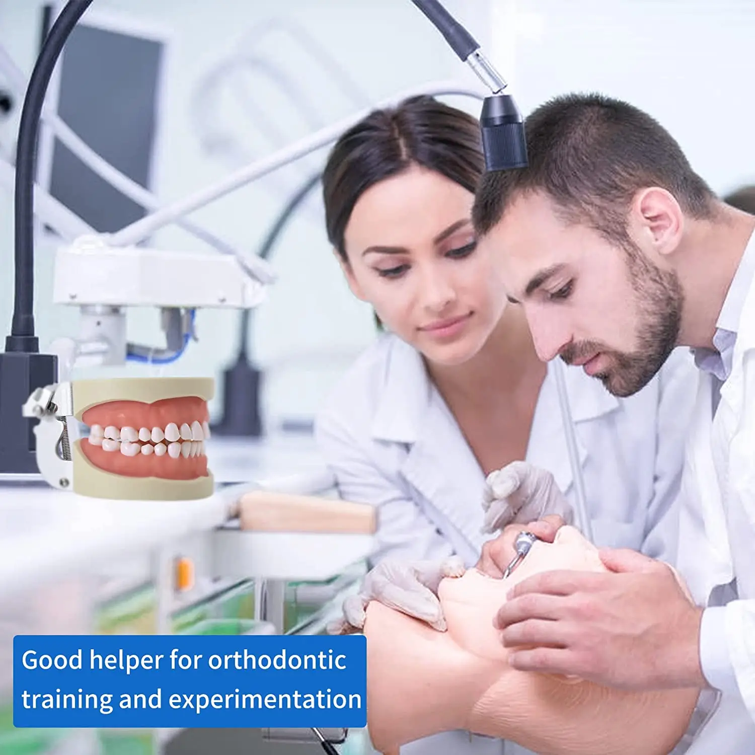 32 Typodont Teeth Model - Removable Tooth Teach Practice Model Teaching Study Typodont Demonstration Model Come