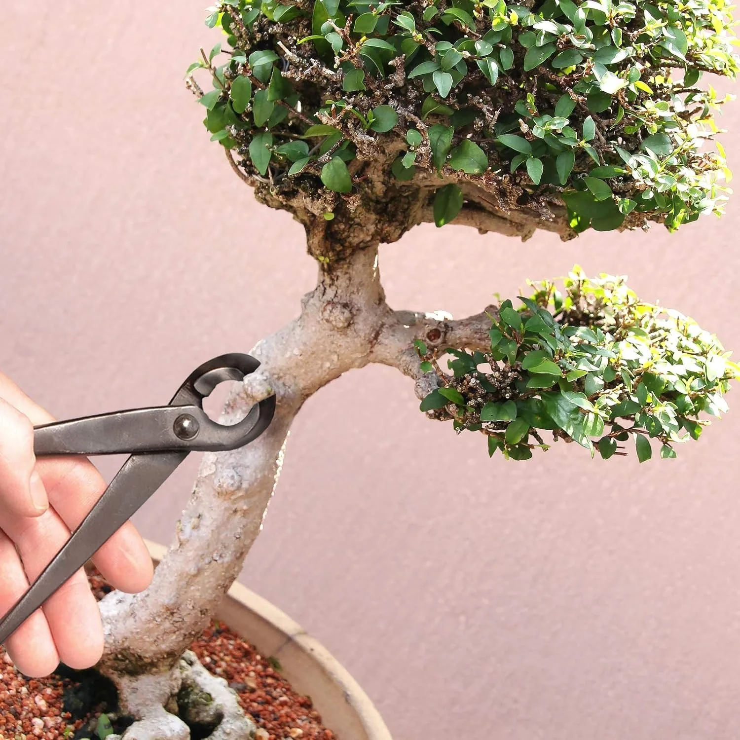 Imagem -04 - Bonsai Branch Cutter Scissors Joint Shear Tree Clippers Parts Garden Shears Bonsai Tool For Garden Knob Cutter Tool