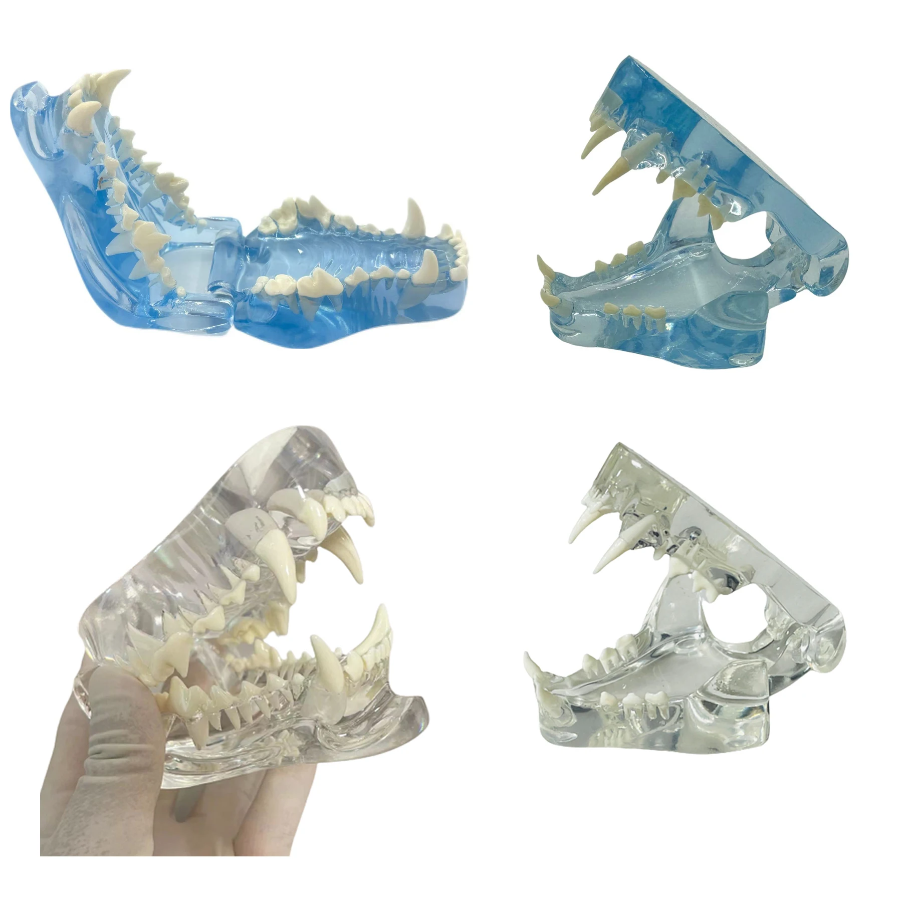 Clear Dog Cat Teeth Anatomical Model Dental Animal Oral Jaw for Education Canine Dental Veterinary Office Unique Decoration Demo