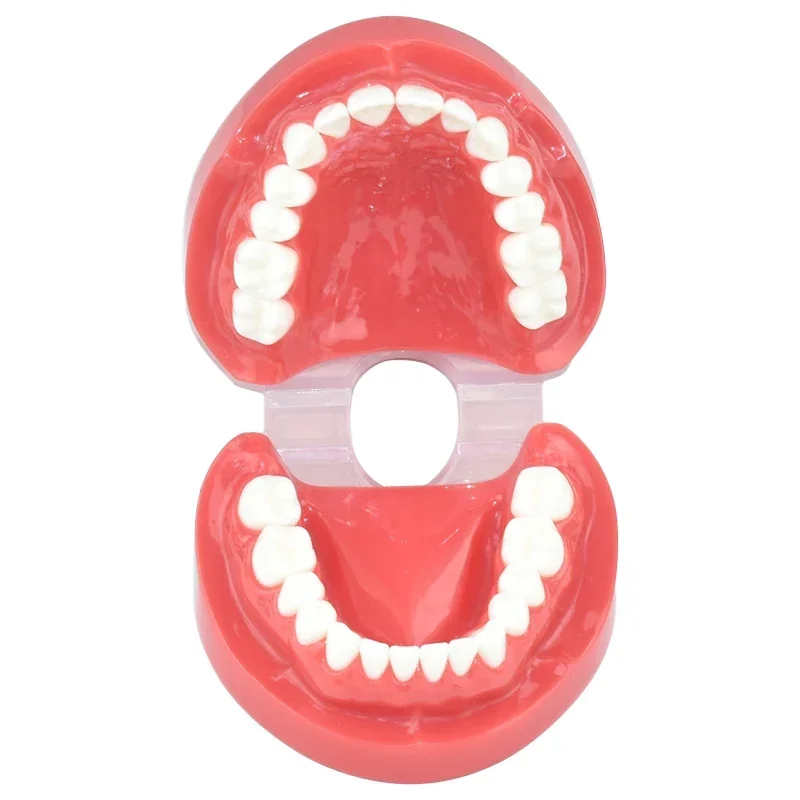Dental Teaching Tooth Model 7004 Normal Adult Tooth Model Oral Dentistry Medical Dental Products