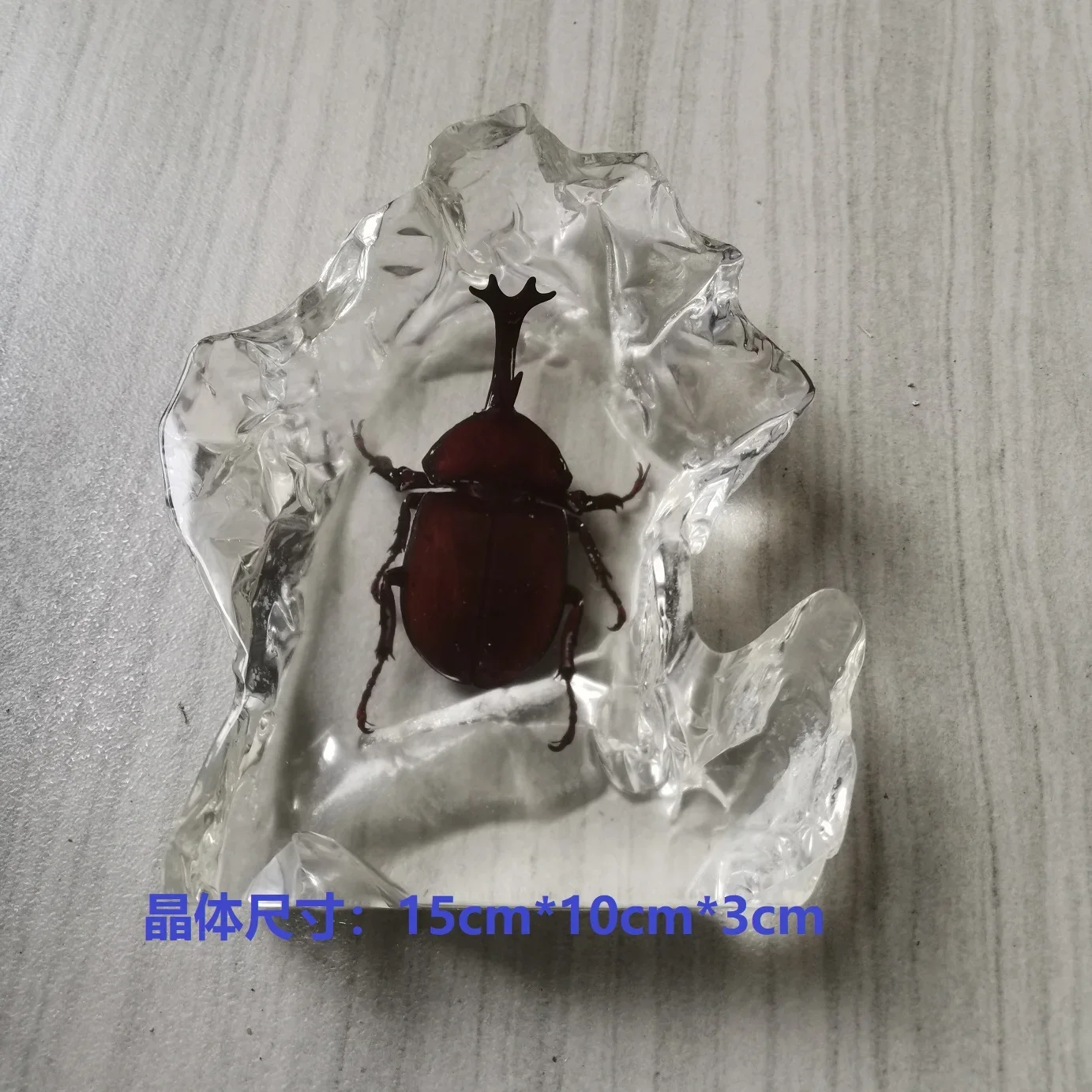 Bug Resin Insect Specimen Couch Scorpion in Resin Transparent Spiders Beetles Crab Specimen Specimen Model Desktop Decoration