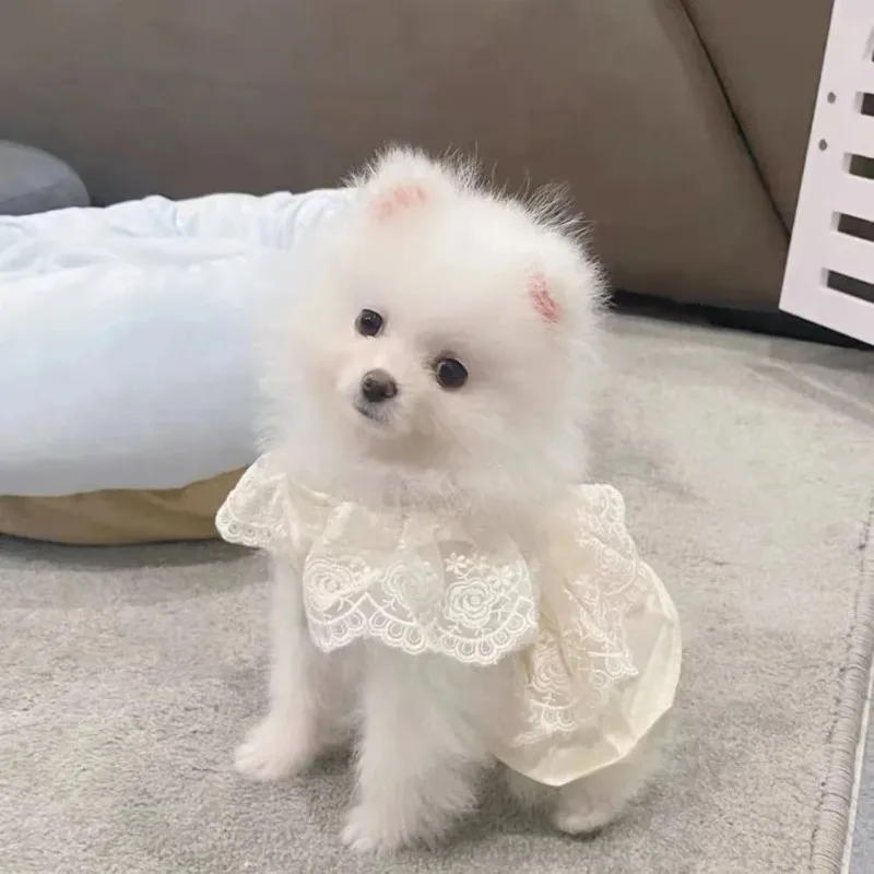 

Pet White Dress Spring and Autumn Lace Dress Pet Small Dog Teddy Lace Vest Top Cat Thin Dog Dresses for Small Dogs Puppy Clothes