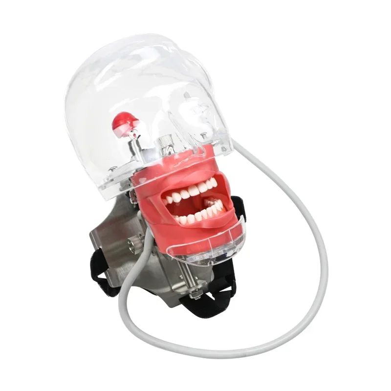 

Simple Head Model Dental Simulator Phantom Head Model Demonstration Model Dentistry Instrument