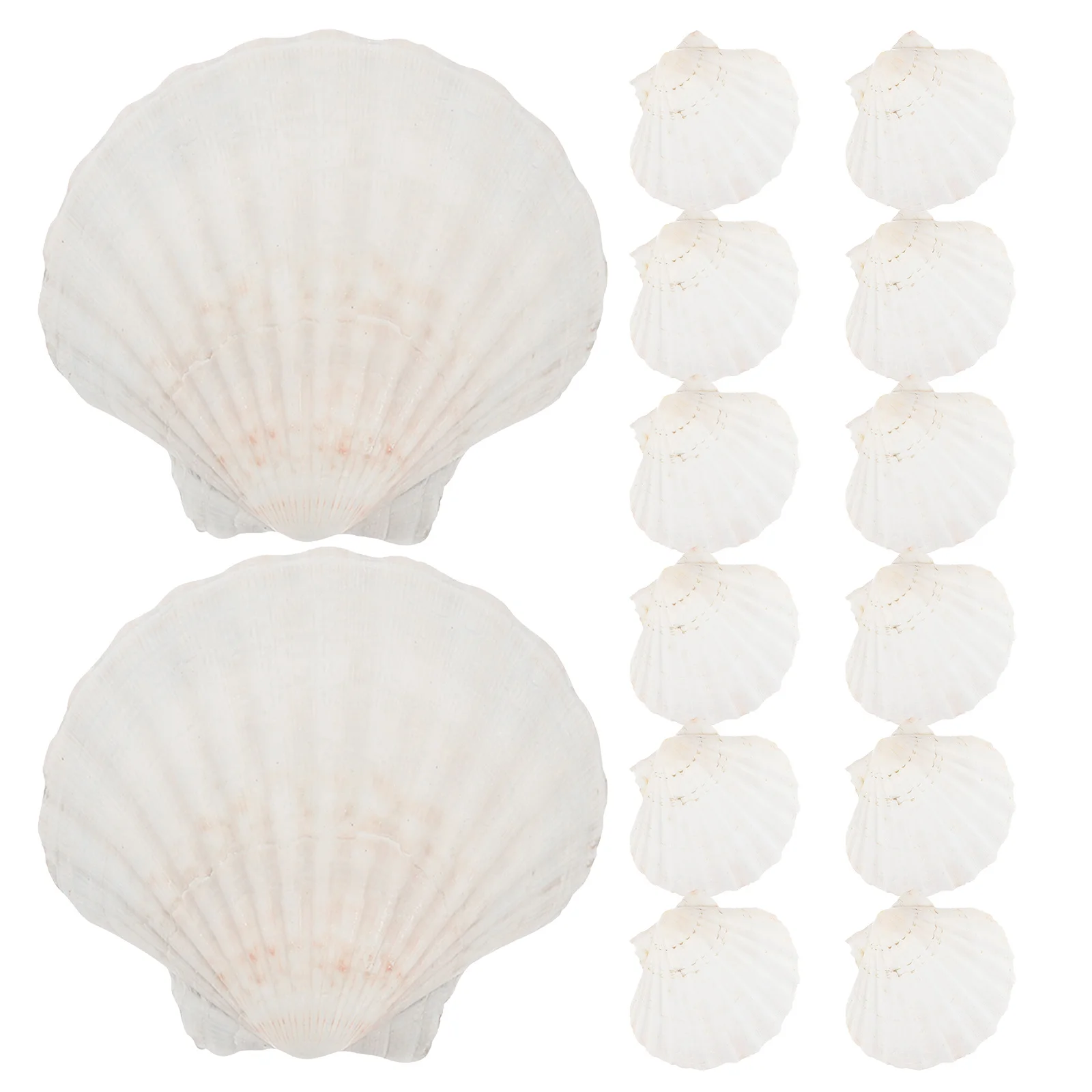 

20Pcs Natural Baking Seashells Scallop Shells Reusable for Seafood Cooking Serving DIY Crafts Beach Tableware Sea Shells