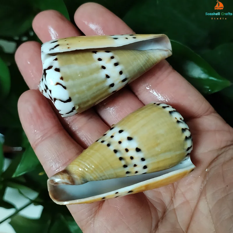 2 PC Natural Captain Cone Shell Conus Capitaneus Conch Brown Sea Shell Fish Tank Landscape Specimen DIY Collection Vase Filler