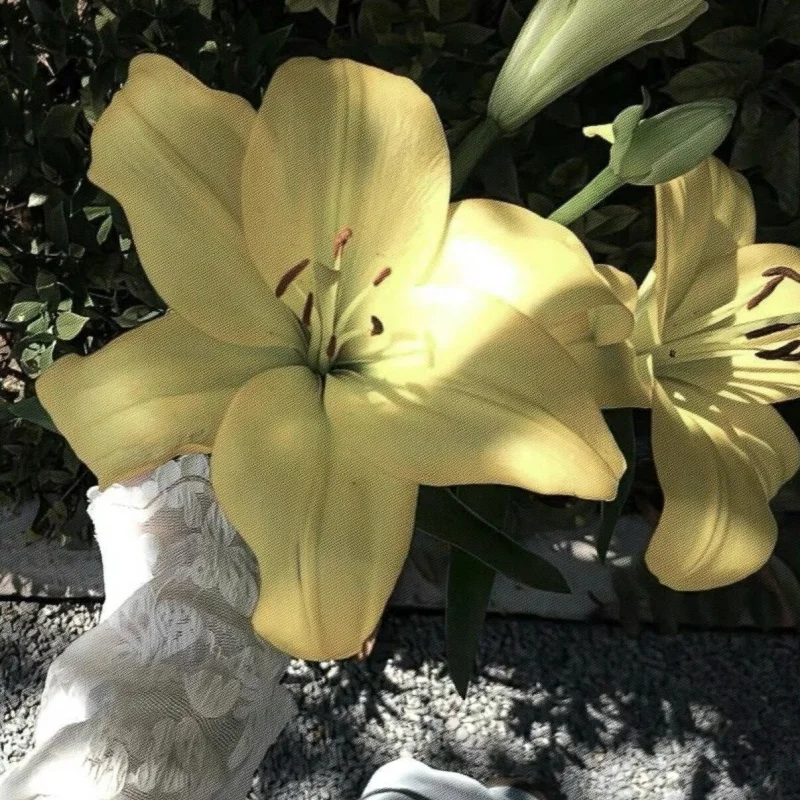 

RC the adjustable chain of the rear fork and swing arm of the LOSI 1/4 Promoto-MX electric motorcycle, LOS264000